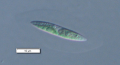 Quadrigula lacustris