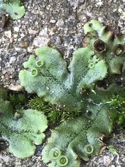 Marchantia polymorpha ruderalis