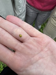 Psyllobora vigintiduopunctata