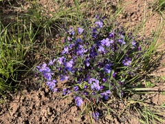 Rotheca hirsuta