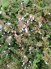 Clinopodium nepeta