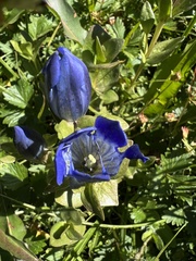 Gentiana calycosa