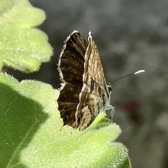 Cacyreus marshalli