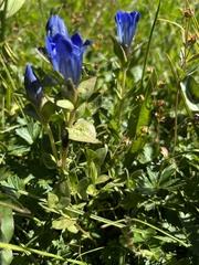 Gentiana calycosa