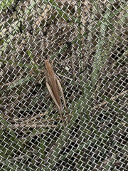 Chorthippus albomarginatus