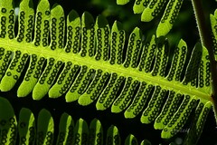 Amblovenatum immersum