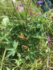 Geranium gymnocaulon
