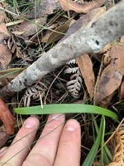 Glossodia major
