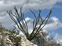 Fouquieria splendens