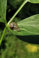 Fruticicola fruticum