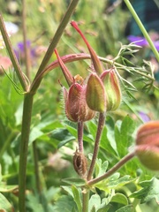 Geranium gymnocaulon
