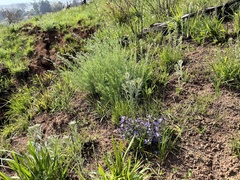 Rotheca hirsuta
