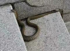 Fowlea flavipunctata