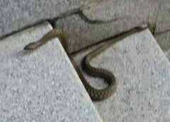 Fowlea flavipunctata