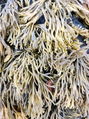 Pelvetia canaliculata