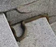 Fowlea flavipunctata