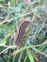 Malacosoma castrense