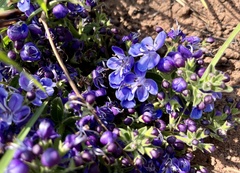 Rotheca hirsuta