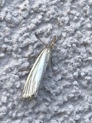 Crambus perlella