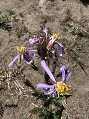Eucephalus ledophyllus