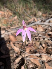 Caladenia alata
