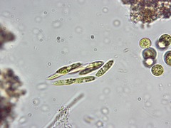 Quadrigula lacustris