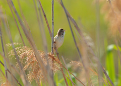 Acrocephalus agricola