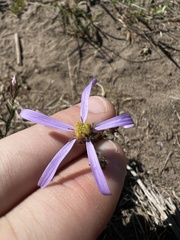 Eucephalus ledophyllus