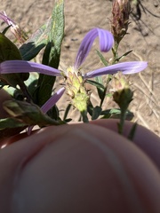 Eucephalus ledophyllus