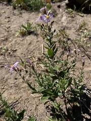 Eucephalus ledophyllus