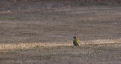 Picus viridis