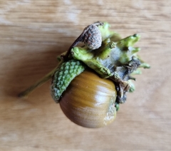 Andricus quercuscalicis