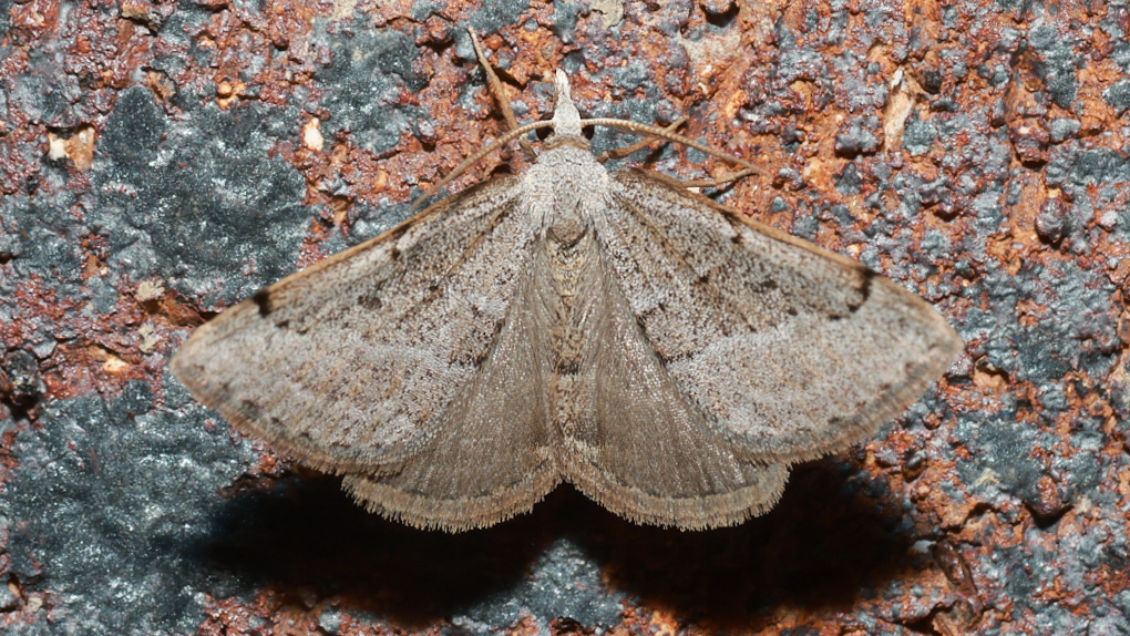 Dichromodes limosa
