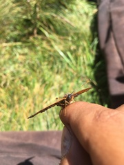 Melitaea