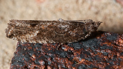 Cryptaspasma sordida
