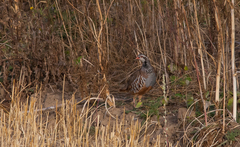 Alectoris rufa
