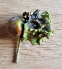 Andricus quercuscalicis