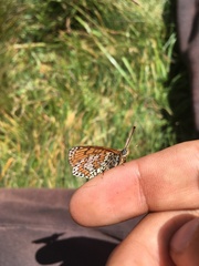 Melitaea