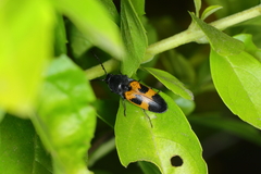 Conoderus dimidiatus