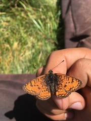 Melitaea