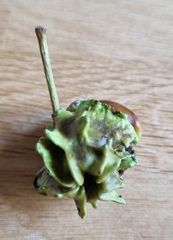 Andricus quercuscalicis