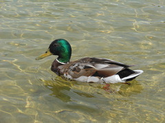 Anas platyrhynchos