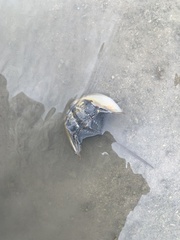 Tachypleus tridentatus