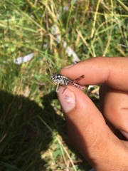 Gomphocerus sibiricus