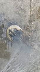 Tachypleus tridentatus