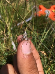 Gomphocerus sibiricus