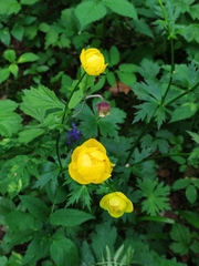 Trollius europaeus