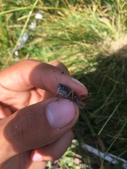 Gomphocerus sibiricus