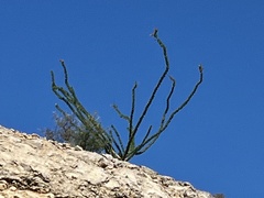 Fouquieria splendens