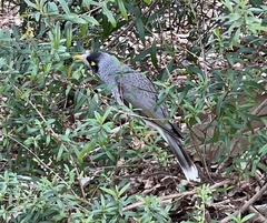 Manorina melanocephala